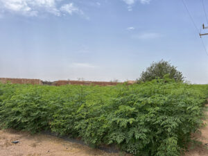 cultivo moringa