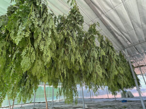 hoja en secadero