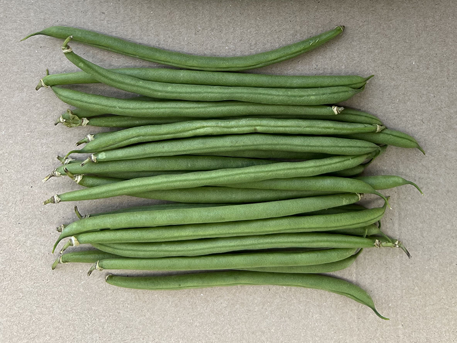 Haricot vert après 19 jours de récolte. Traité avec VIVERE