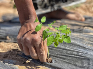 mini planta moringa