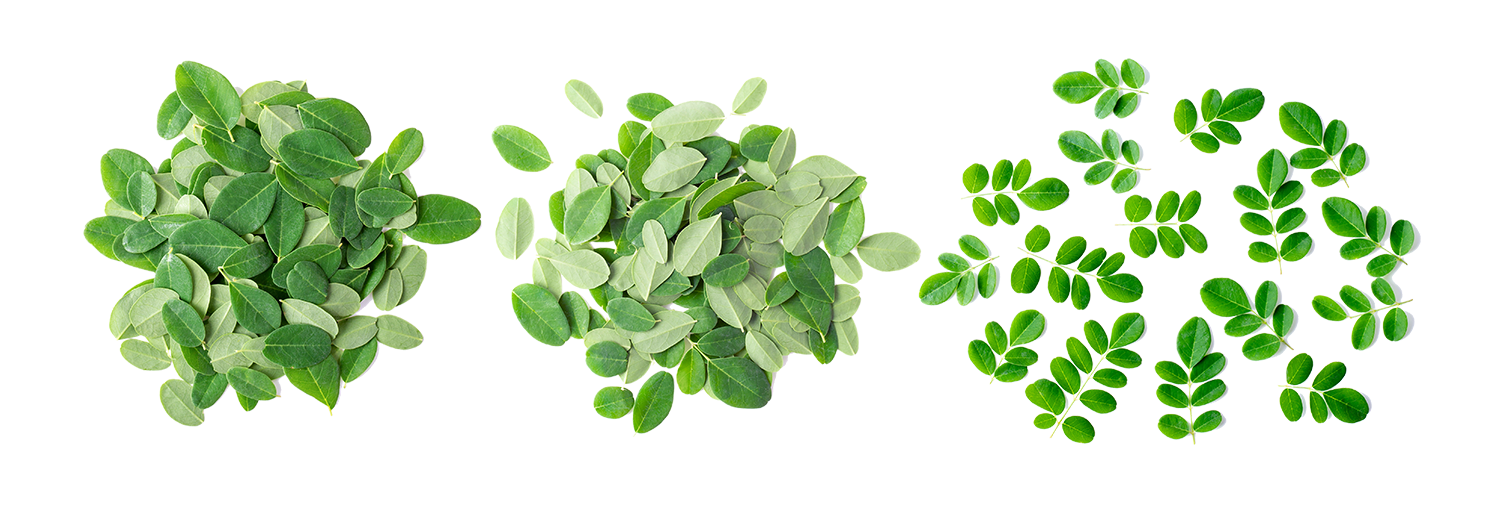 moringa-leaves-on-white moringa-leaves