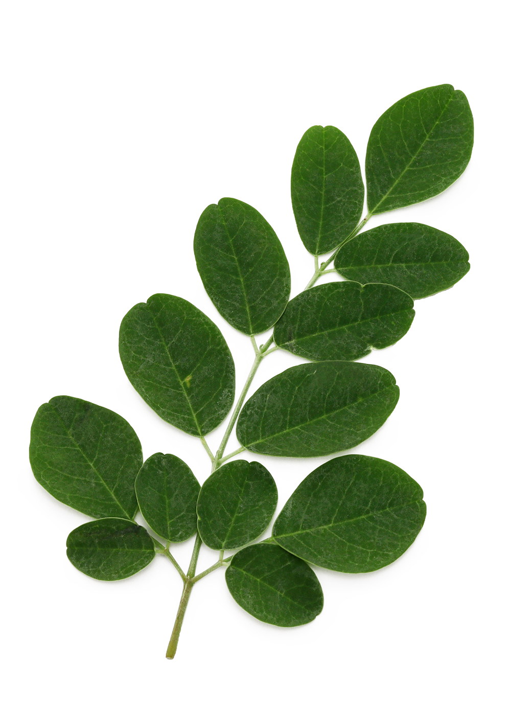 moringa-leaves moringa-leaves