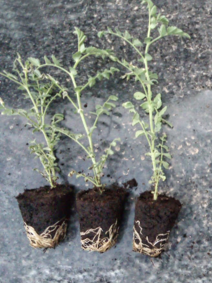 Plants de pois chiches. Non traités