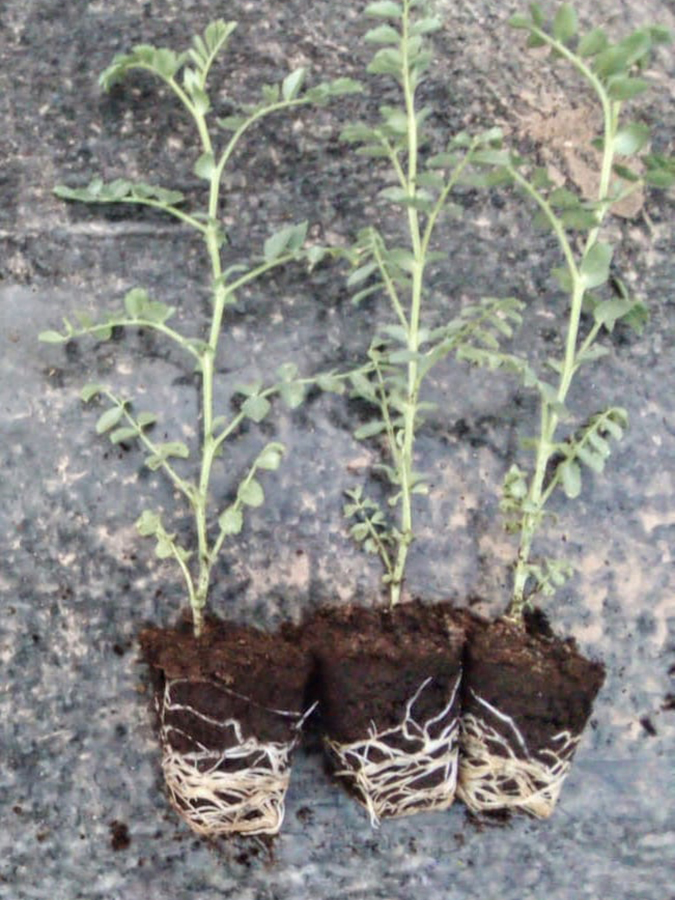 Plantule de pois chiches. Traitée avec VIVERE