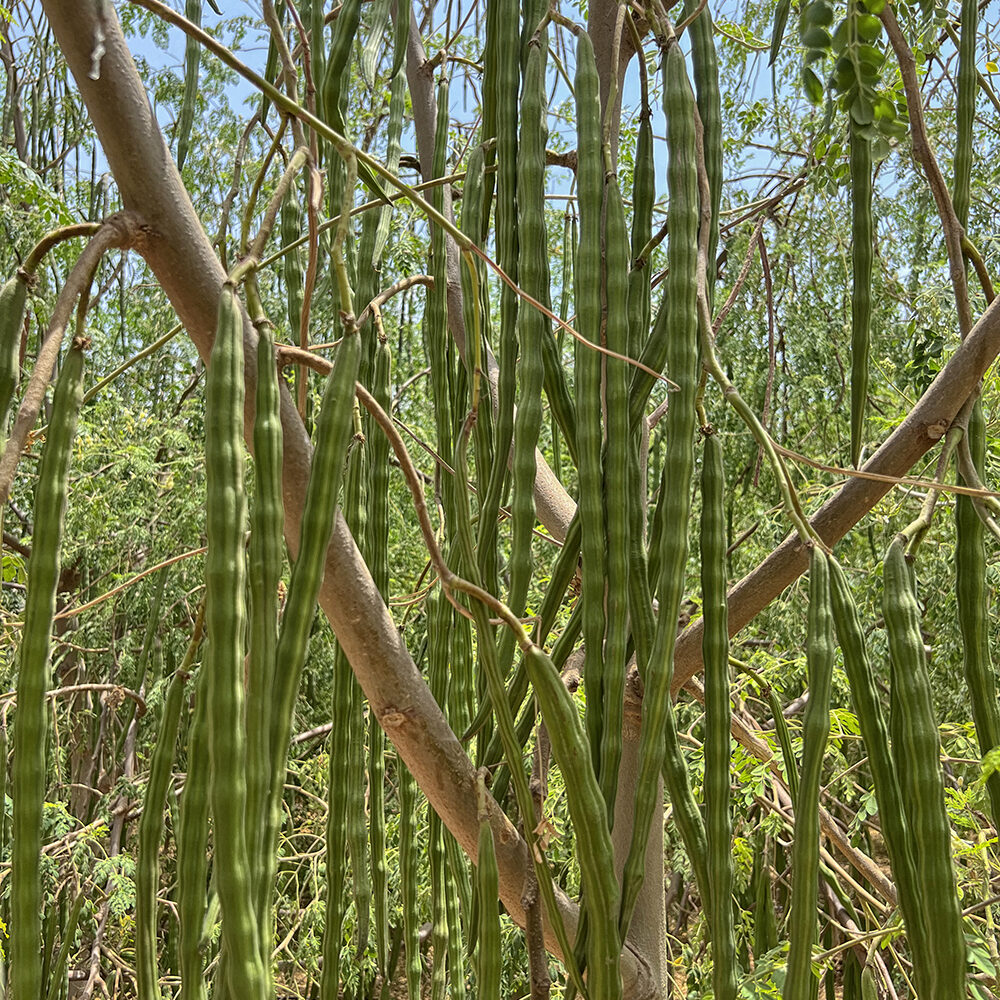 fruto moringa fruto moringa
