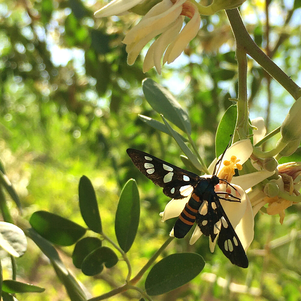 mariposa mariposa
