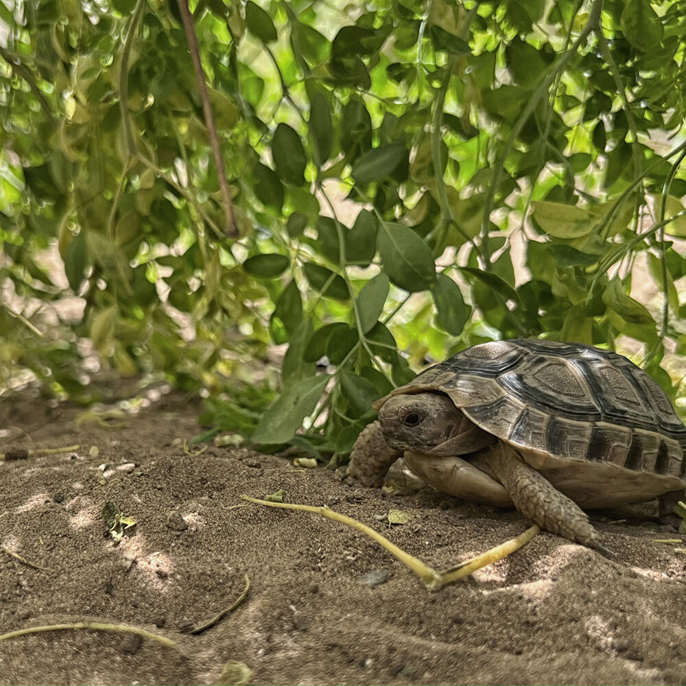 tortuga tortuga